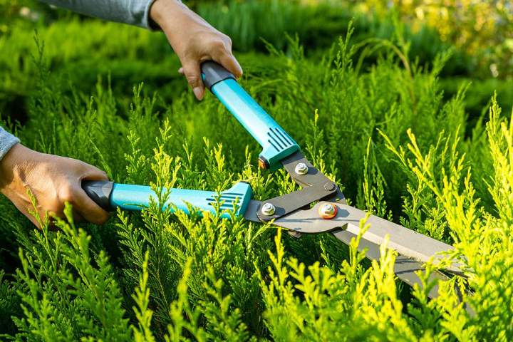 Service de jardinage Sarzeau